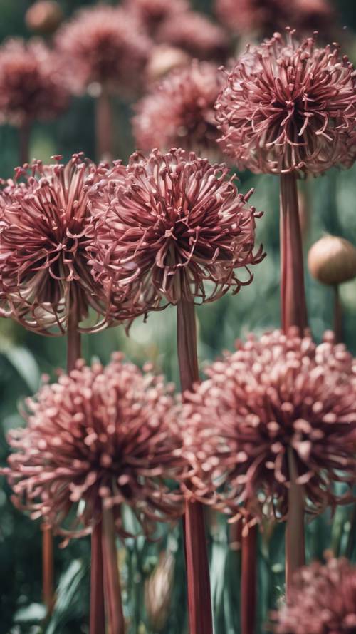 Immerse in nature with a valiant, organic motif of red-washed and brown alliums, harmoniously repeating.