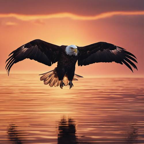A bald eagle silhouetted against a sunset, wings spread in a glide.