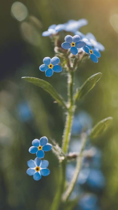 ดอกไม้ดอกฟอร์เก็ตมีน็อตสีน้ำเงินกรมท่าอันละเอียดอ่อน กำลังเต้นเบา ๆ ท่ามกลางสายลมยามบ่ายที่มีแดดจ้า