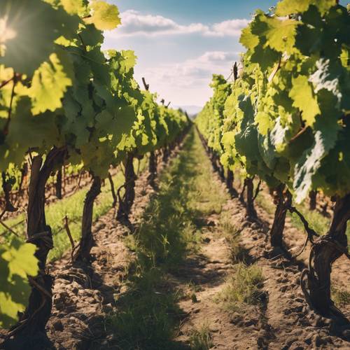 Rustykalna włoska winnica z rzędami winorośli rozciągającymi się w oddali pod błękitnym niebem.