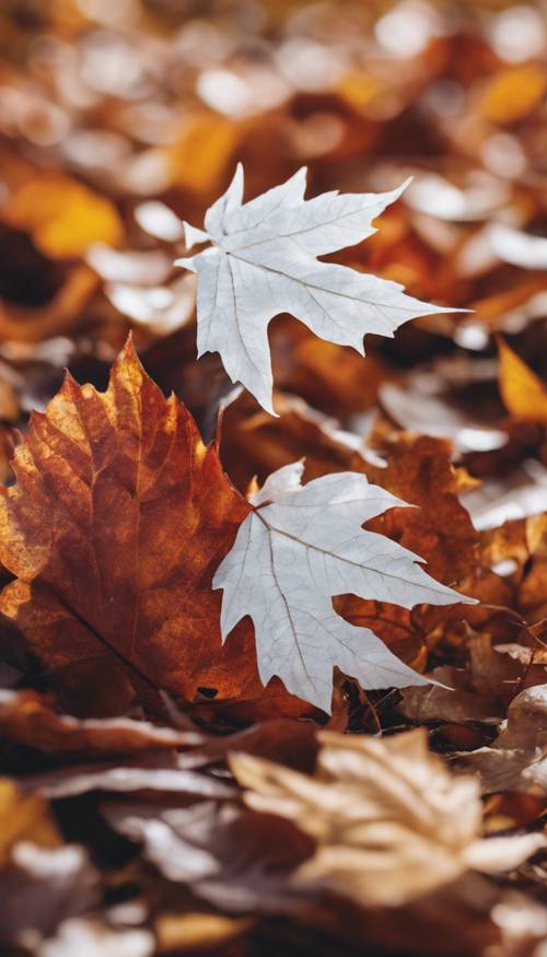 A vibrant white leaf standing out among a pile of traditional autumn leaves. Tapet [ad3402ae7a4541e8b774]