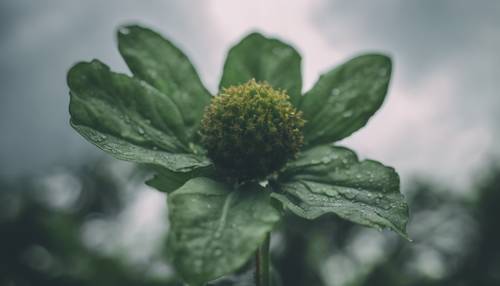 A dark green flower under a cloudy sky.