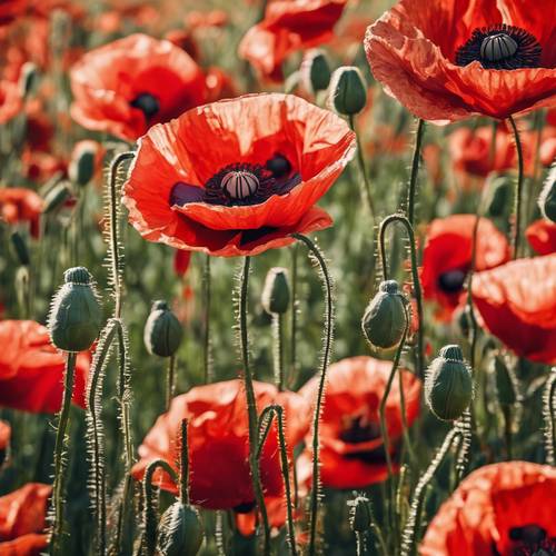 A large poppy field painted on a textured canvas, with an abundance of vibrant reds. Tapet [c88350a7aca8447ea211]