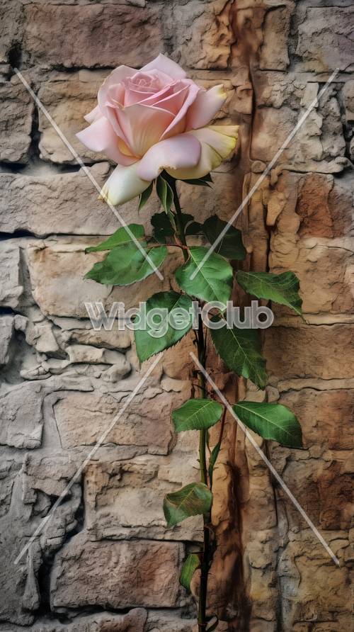 Rosa em um fundo de parede de pedra