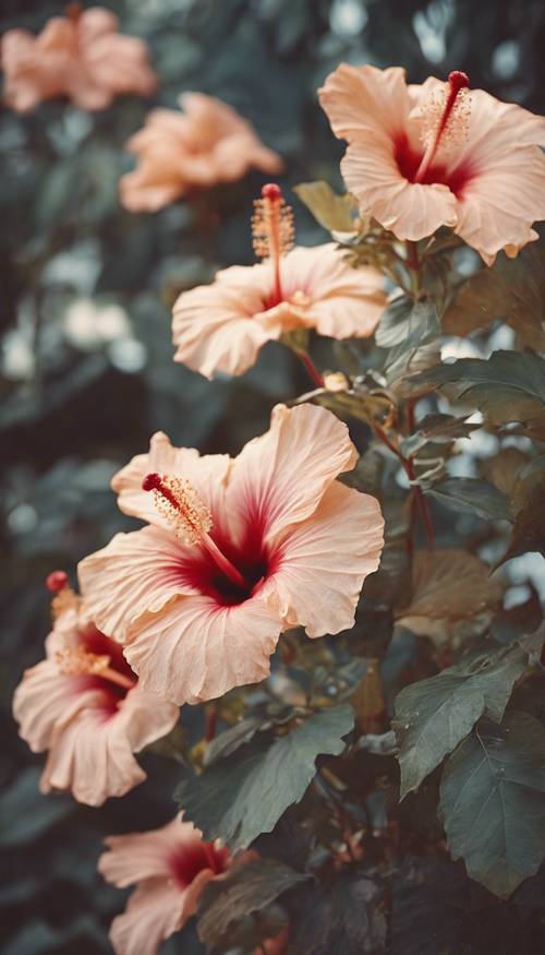 Wyblakły, zabytkowy obraz kwiatów hibiskusa kwitnących w połowie stulecia, z wyblakłymi kolorami wywołującymi nostalgię.