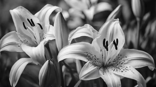 A sharply focused black and white picture of elegant lilies against a blurred backdrop.