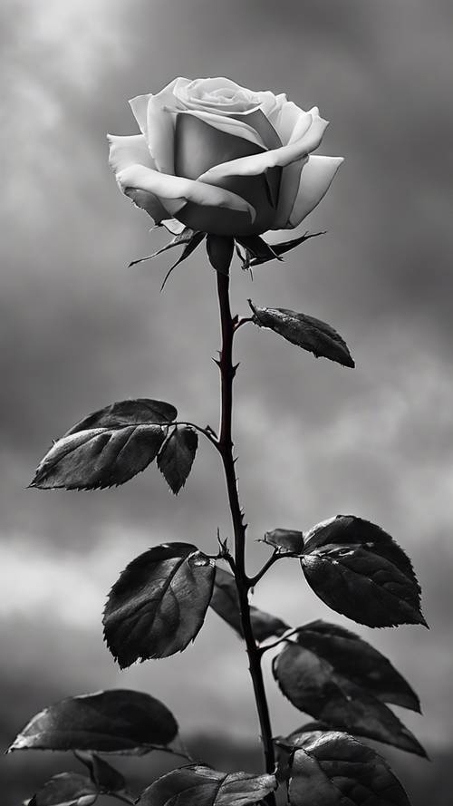Uma única rosa preta e branca, empoleirada num arbusto contra um céu sombrio.