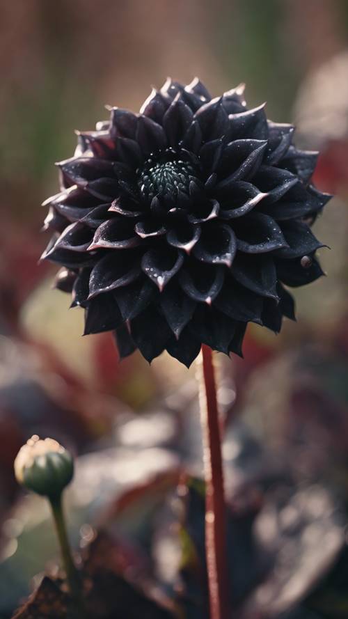 一朵沾满露珠的黑色大丽花盛开，为清晨的花园增添了一丝神秘感。