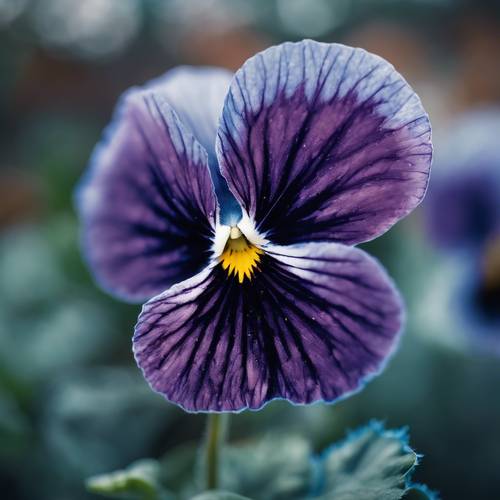 A detailed close-up of a blue pansy, capturing its intricate patterns and vivid colors.