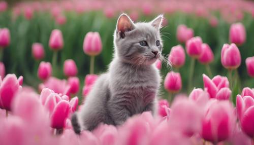 분홍 튤립이 만발한 들판 한가운데에 회색 고양이 한 마리가 앉아 있습니다.