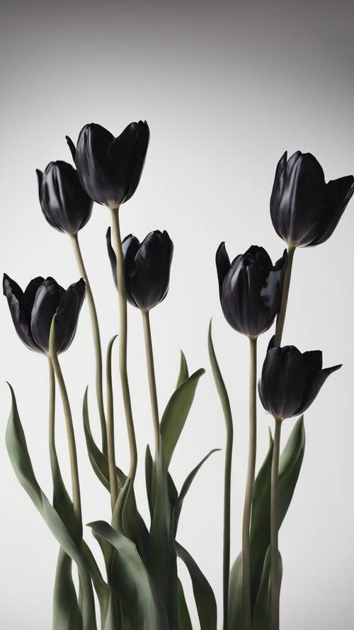 Um design floral com delicadas tulipas pretas caminhando galantemente sobre uma superfície branca e lisa.