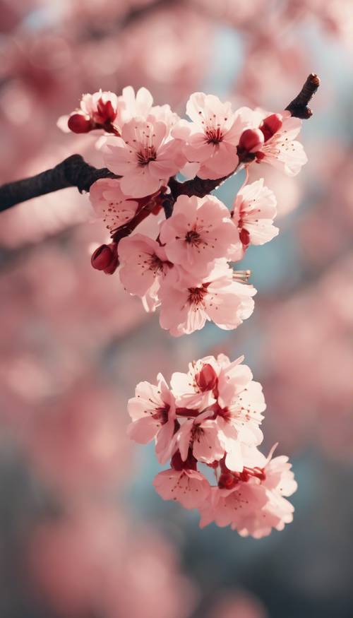 A cluster of light red cherry blossoms on a branch with a blurred background.