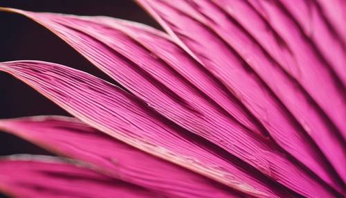 A vibrant pink palm leaf, with interesting patterns and textures highlighted.