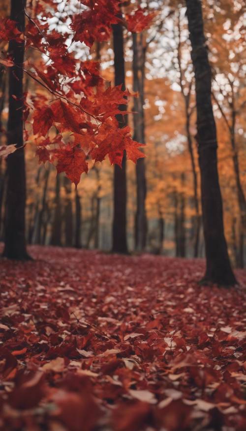 Bordowy estetyczny obraz pełen jesiennych liści opadających w spokojnym lesie.