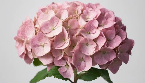 A single pink hydrangea in full bloom isolated on a minimalist white background.