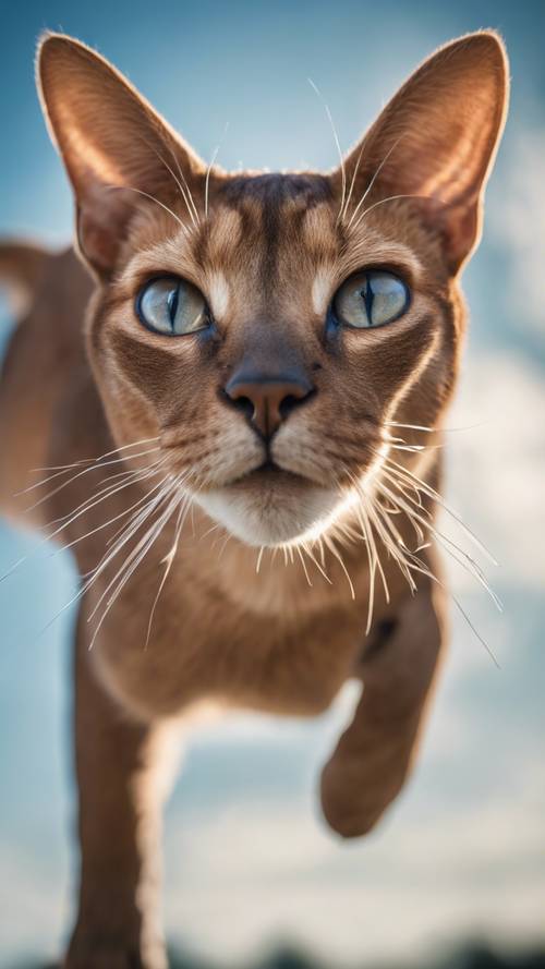 A sleek Abyssinian cat caught mid-leap against a blue sky. Tapet [2279f4e723164fc3866d]