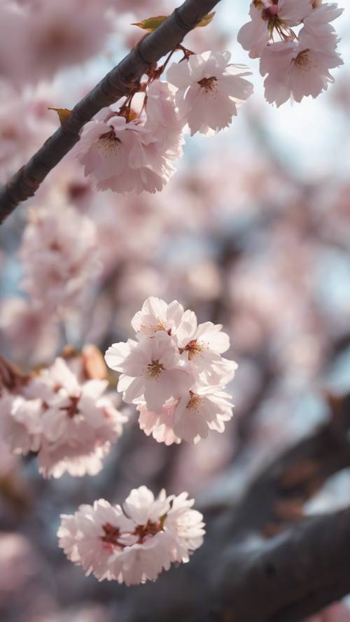 Pemandangan dari dekat kelopak bunga sakura yang berjatuhan lembut dari pohon.