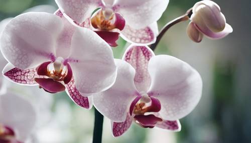 Close de uma orquídea branca com tonalidade rosada nas bordas das pétalas.