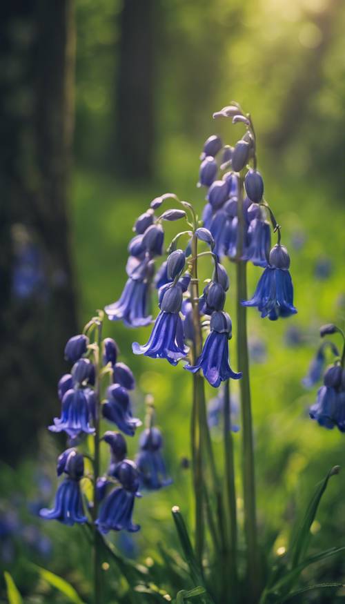 A cluster of vibrant bluebells against a lush green forest backdrop کاغذ دیواری [885cc3632fd24d599a05]