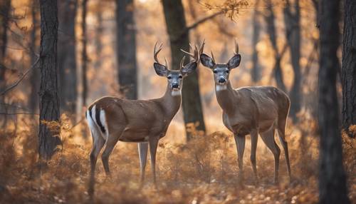 A pair of white-tailed deer grazing in a tranquil, cool forest.