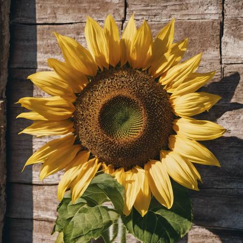 A perfectly symmetrical, radiant preppy sunflower in peak bloom casting a shadow on a rustic old wall.