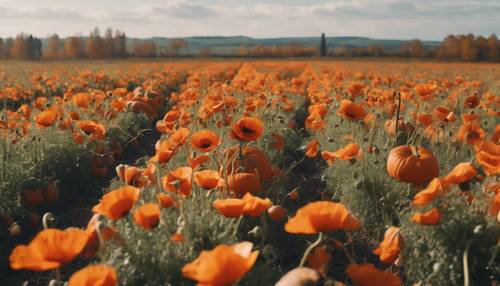 A rural autumn landscape with a pumpkin patch and a field of vibrant orange poppies