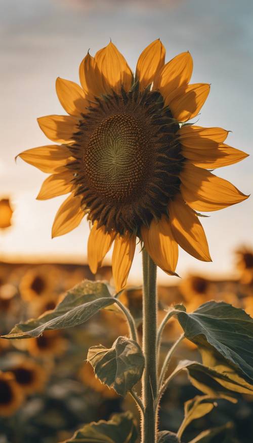 A tan sunflower standing tall in a field during sunrise.