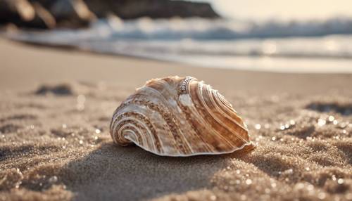 Una concha de color tostado tirada en la playa con intrincados patrones similares a encajes.