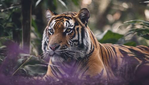 特写镜头：一只雄性孟加拉虎，有着不寻常的紫色条纹，潜伏在异国丛林中。