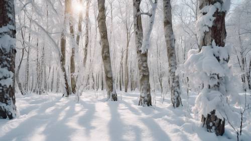 Una fitta foresta di alberi bianchi ghiacciati in una fredda giornata invernale, piena del silenzio sereno della fitta neve.