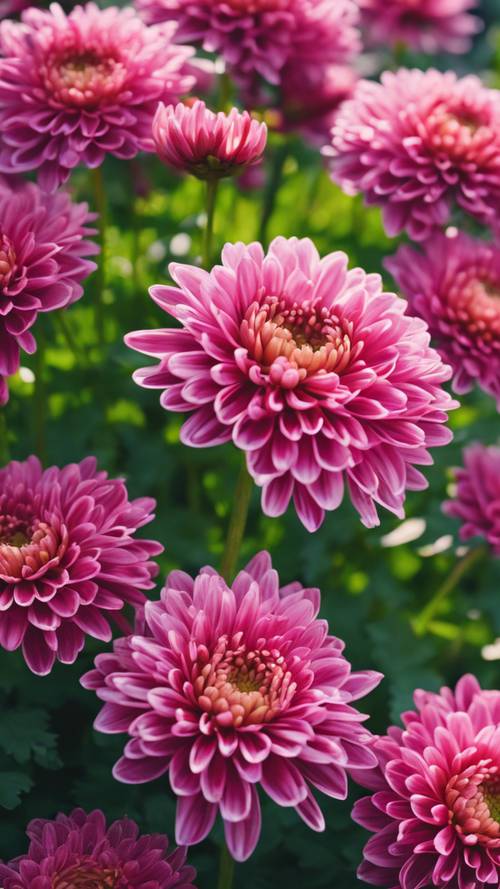 Close-up of a young, dark pink Chrysanthemum blooming in a lush green garden under morning sunlight.