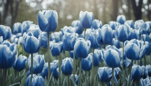 Dekorative blaue Tulpen, in einem komplizierten Muster arrangiert für eine Gartenparty.