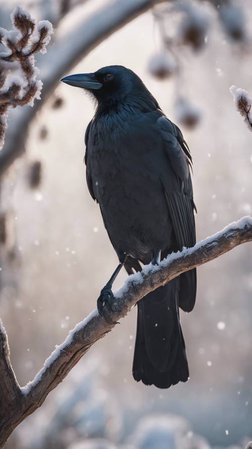 A black crow perched neatly on a bare branch, set against the backdrop of a frosty winter morning. Taustakuva [3dce1b23c19142dc83bc]