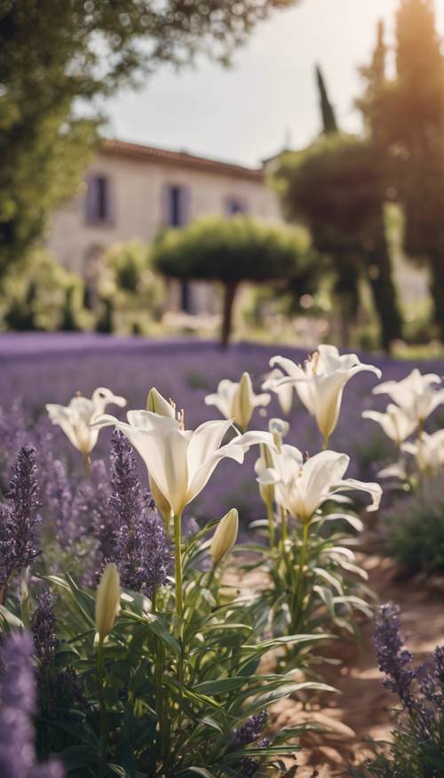 Arka planda lavanta çalıları olan geleneksel Provence bahçesindeki narin beyaz zambaklar.