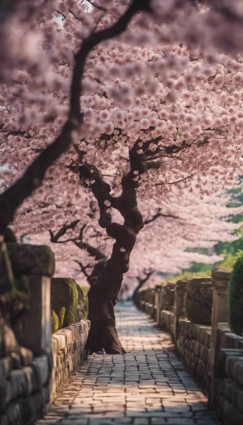 Un cerisier noir en fleurs le long du chemin éclairé par des lanternes en pierre