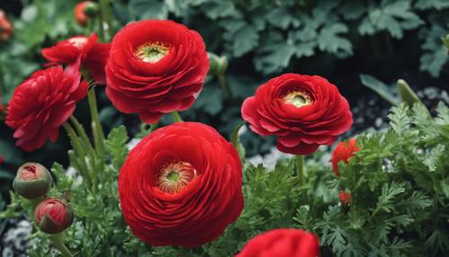 Eine leuchtend rote Ranunkelnblüte, eingebettet zwischen anderen Gartenpflanzen in einem gepflegten Blumenbeet.