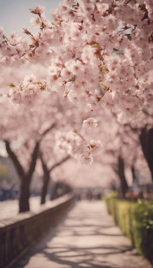 A vintage postcard featuring cherry blossom in Paris during the spring.