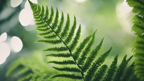 シダ科のフェルンが美しい緑の葉の質感を披露