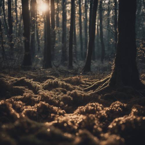 Ciemne cienie lasu mieszają się, tworząc naturalny wzór.