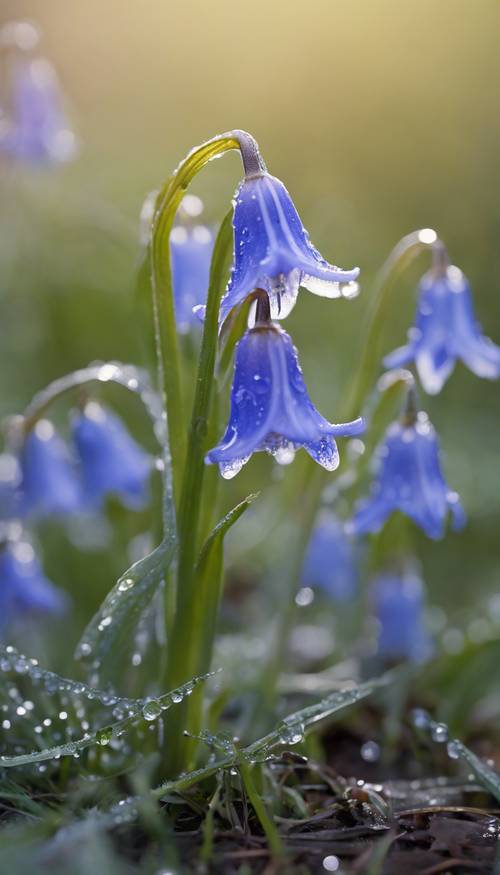 A delicate bluebell sitting in the early morning dew