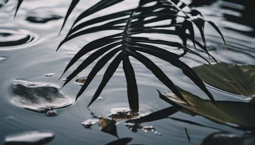 Black palm leaf floating on the surface of a tranquil pond.