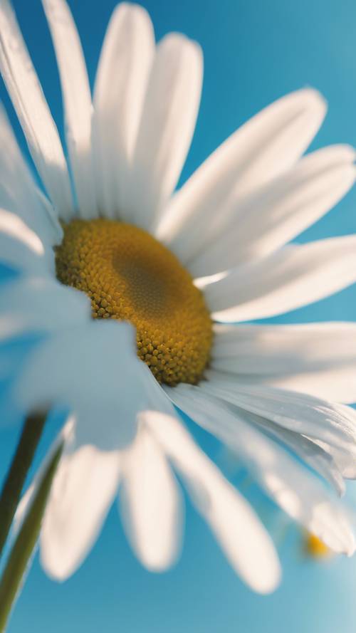 A single daisy in full bloom against an azure blue sky.