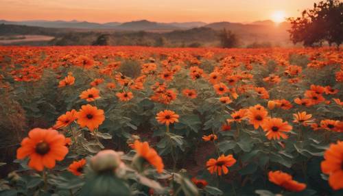 Ein mexikanisches Sonnenblumenfeld bei Sonnenuntergang mit orangefarbenen und rosa Farbtönen am Horizont.