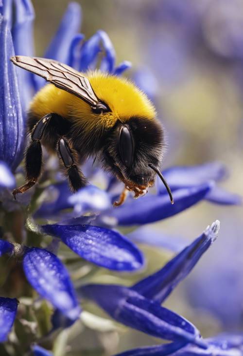 Ảnh chụp cận cảnh một con ong nghệ màu vàng đang thu thập mật hoa từ một bông hoa khổ sâm màu xanh lam.