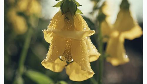 A yellow foxglove in a garden setting, with drops of clear dew clinging to the petals, glistening in the morning sun.