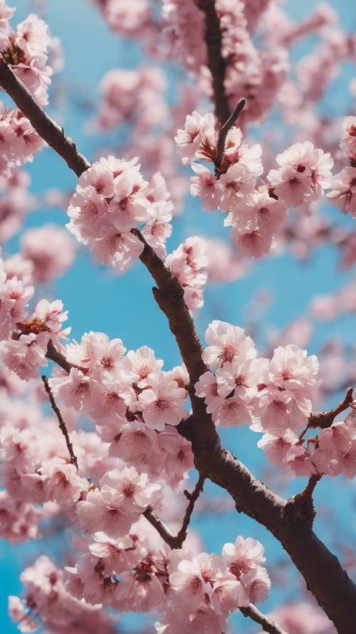 Un albero di ciliegio in piena fioritura rosa sotto un cielo azzurro in primavera