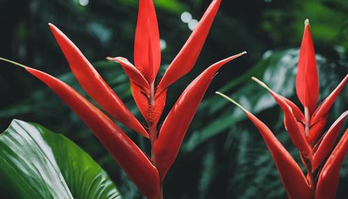 A close-up image of a fiery red heliconia in the tropical rainforest.
