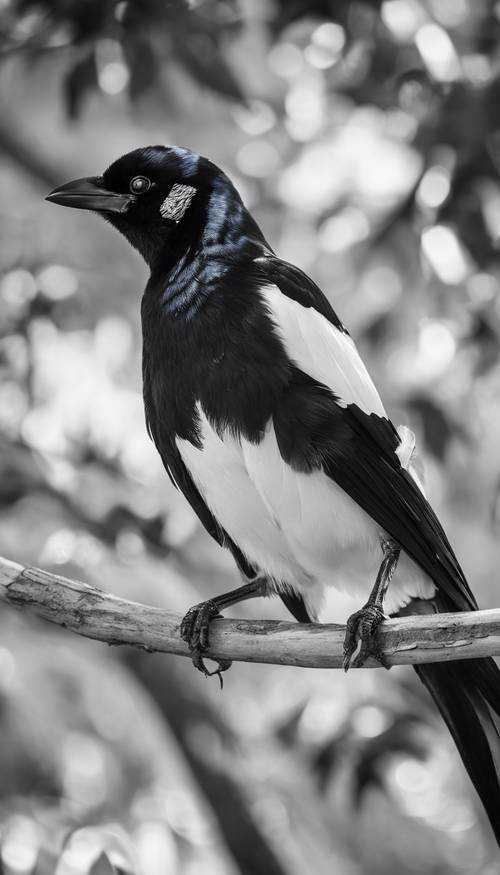 Bulu burung murai berwarna hitam dan putih, lingkungan Karibia di latar belakang.