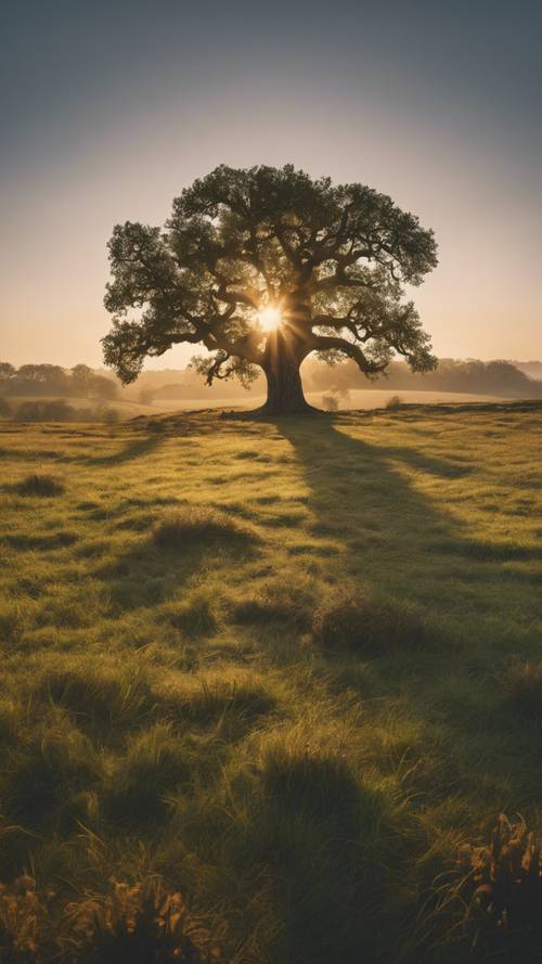 이른 아침 고요한 초원 한가운데 홀로 서 있는 고대 참나무, 그 뒤로 막 떠오르는 태양.