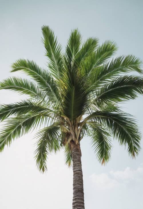 Eine Palme mit hellgrünen Blättern, die allein vor einem strahlend weißen Hintergrund steht.
